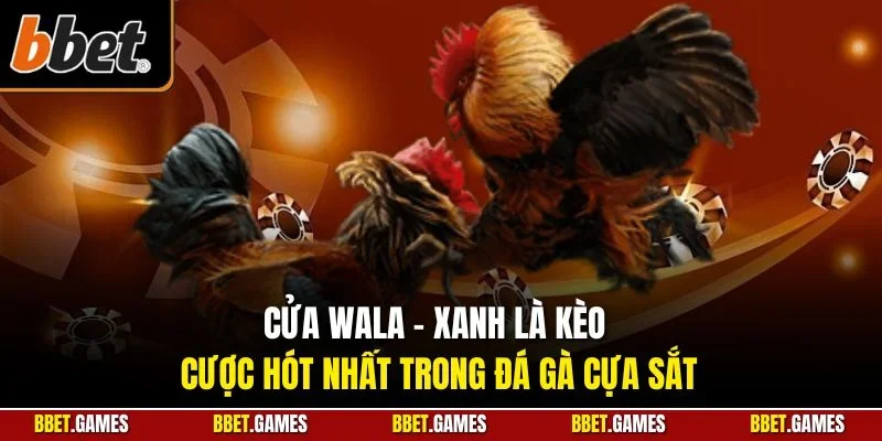 Cửa Wala - Xanh là kèo cược hót nhất trong đá gà cựa sắt